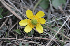 Ranunculus glaberrimus