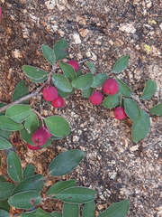 Cotoneaster uniflorus