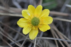 Ranunculus glaberrimus