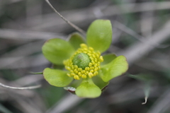 Ranunculus glaberrimus
