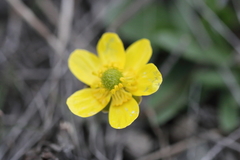 Ranunculus glaberrimus