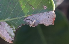 Lithariapteryx jubarella