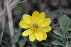 Ranunculus glaberrimus