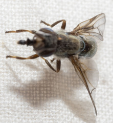 Senopterina foxleei