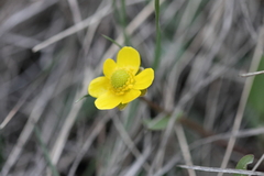 Ranunculus glaberrimus