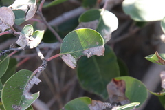 Lithariapteryx jubarella