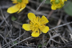 Ranunculus glaberrimus
