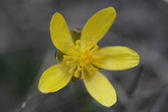 Ranunculus glaberrimus
