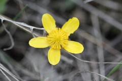 Ranunculus glaberrimus
