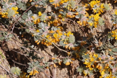 Acmispon argophyllus argophyllus