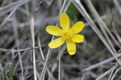 Ranunculus glaberrimus
