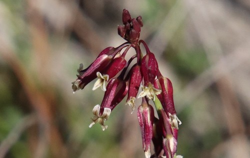 Image of Caulanthus heterophyllus by (c) Millie Basden, some rights reserved (CC BY)