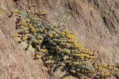 Acmispon argophyllus argophyllus