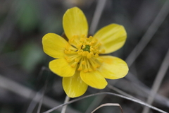 Ranunculus glaberrimus