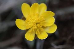 Ranunculus glaberrimus