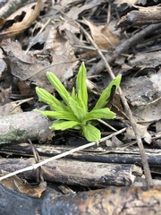 Lithospermum latifolium