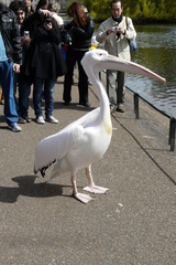 Pelecanus onocrotalus