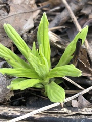 Lithospermum latifolium