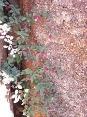 Cotoneaster uniflorus