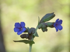 Pulmonaria stiriaca