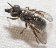 Senopterina foxleei