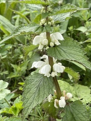 Lamium album