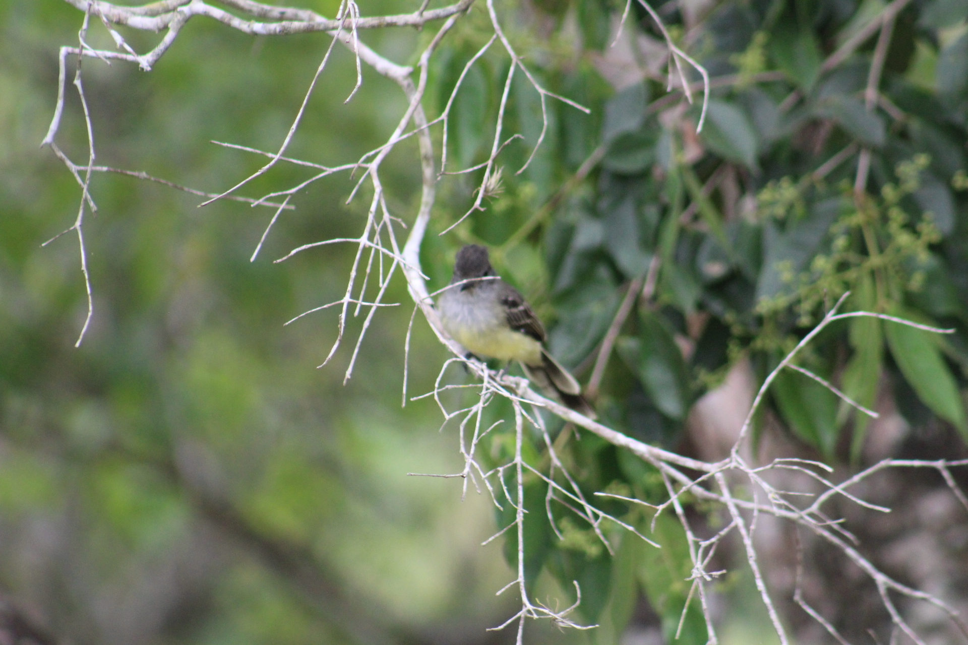 Apical Flycatcher (Myiarchus apicalis), photo 5