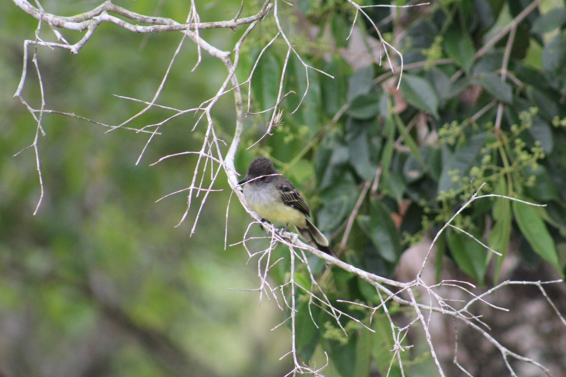 Apical Flycatcher (Myiarchus apicalis), photo 6