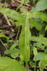 Puccinia sessilis