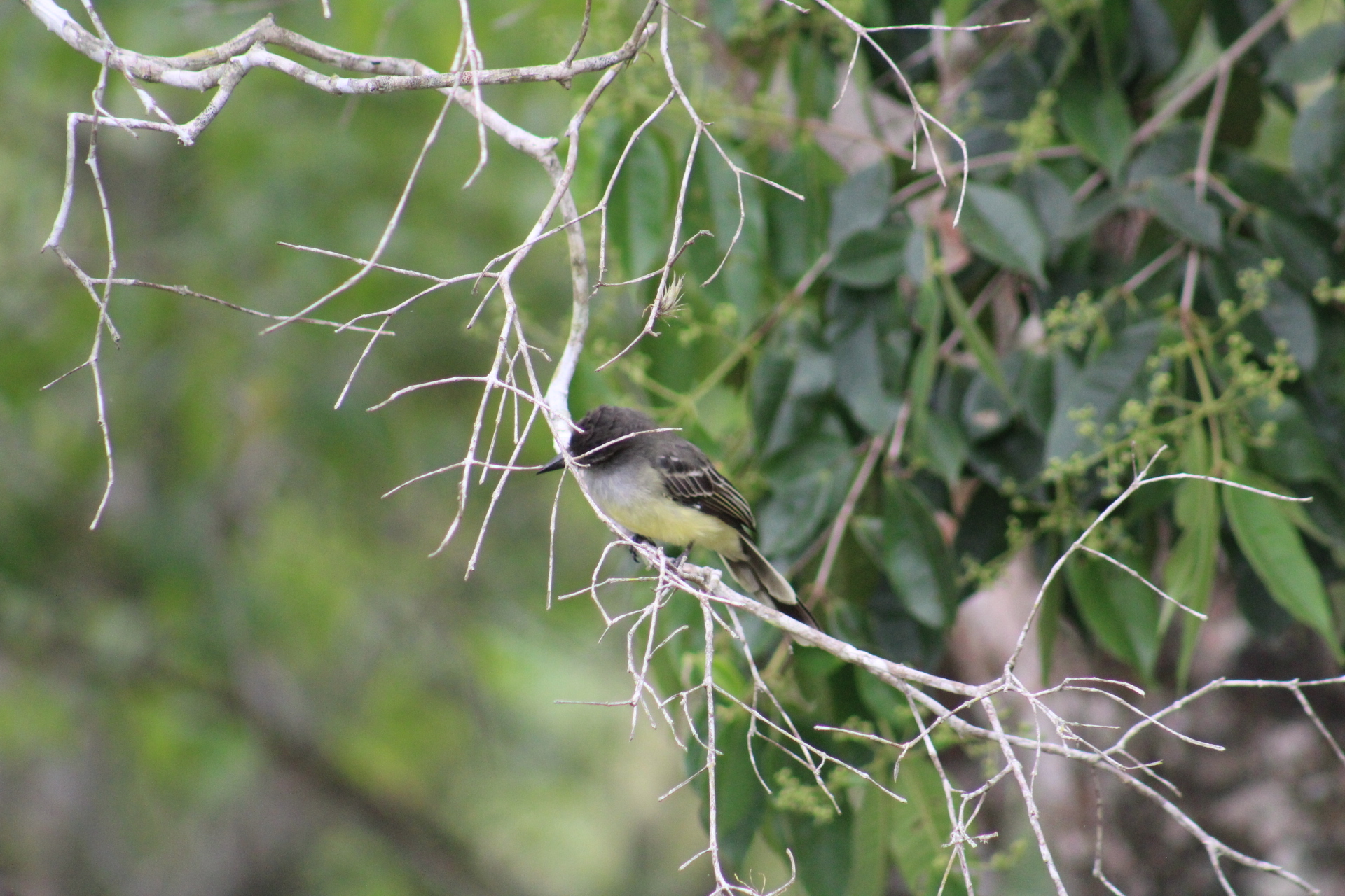Apical Flycatcher (Myiarchus apicalis), photo 7