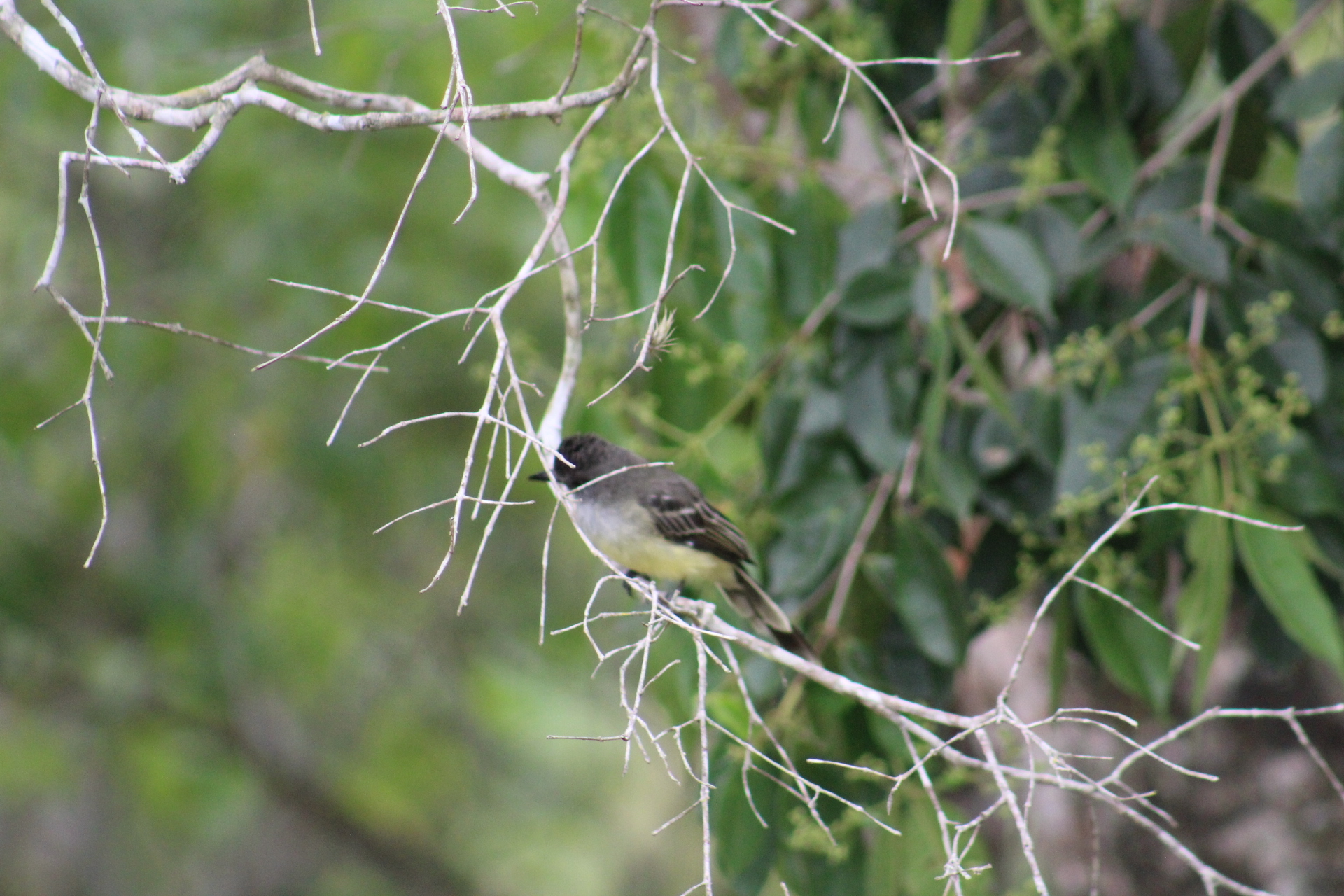 Apical Flycatcher (Myiarchus apicalis), photo 8
