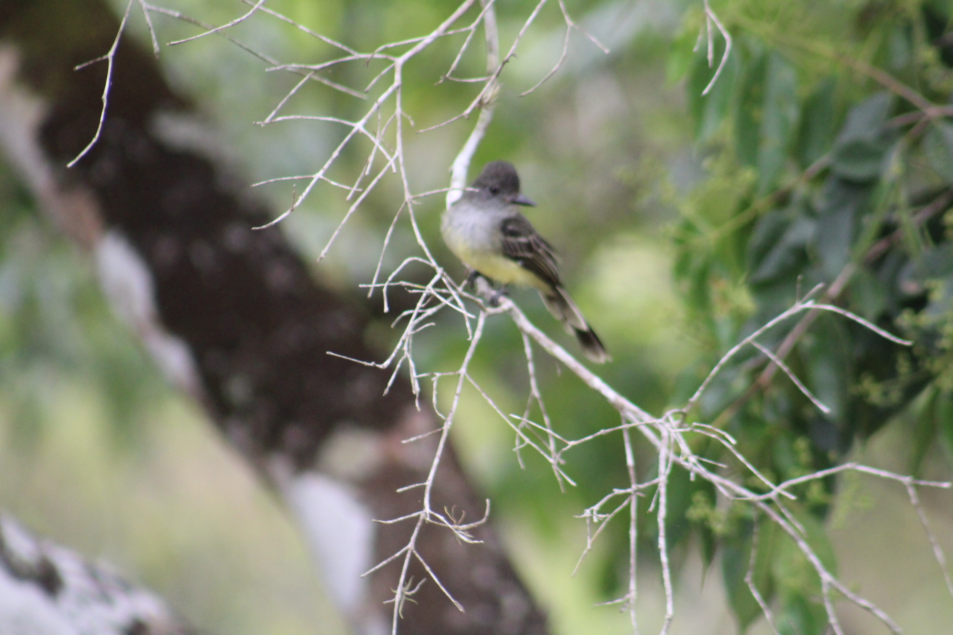 Apical Flycatcher (Myiarchus apicalis), photo 9