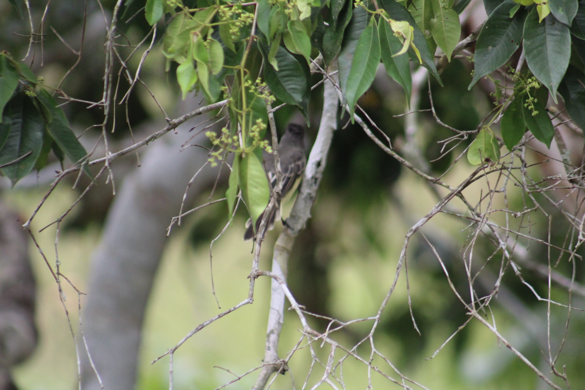Apical Flycatcher (Myiarchus apicalis), photo 10