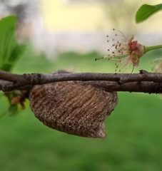 Hierodula transcaucasica