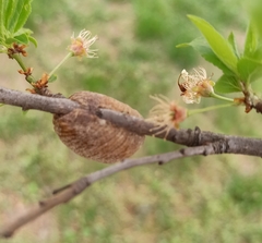 Hierodula transcaucasica
