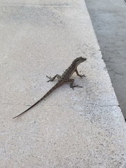 Anolis scriptus scriptus
