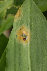 Puccinia sessilis