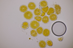 Puccinia sessilis