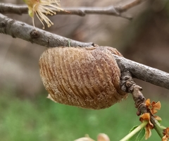 Hierodula transcaucasica