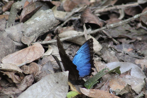Blue morpho