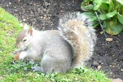 Sciurus carolinensis