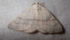 Adactylotis gesticularia