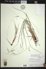 Carex debilis debilis