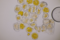 Puccinia sessilis