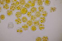 Puccinia sessilis