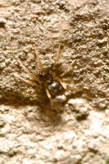 Phrurolithus festivus