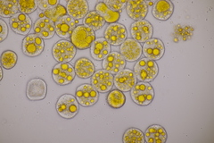 Puccinia sessilis