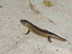 Trachylepis comorensis