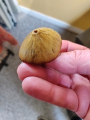 Entoloma holoconiotum