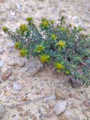 Euphorbia flavicoma